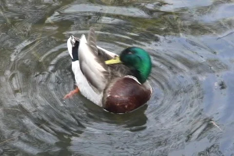 Duck cleanimg and relief  動画素材 336331