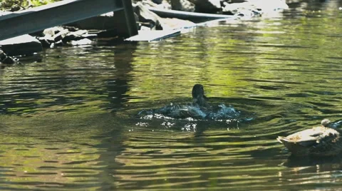 Duck Cleaning and Flapping it's Wings at a Duck Pond Video stock 40973836