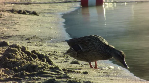 Duck Cleaning on Beach - Dawn Stock-Footage 66312370