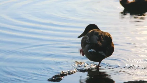 Duck cleaning feather lake water surface Stock Footage 112854837