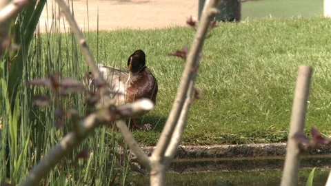 Duck Cleaning feathers and drinking Stock Footage 87065261