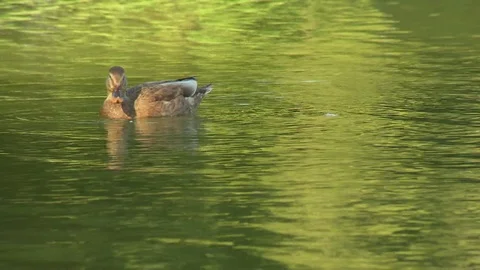 Duck cleaning feathers Stock Footage 73665202