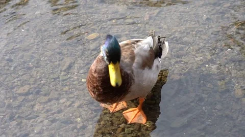 Duck cleaning feathers in the river Stock Footage 106522110
