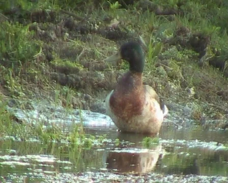 Duck cleaning Stock Footage 135157