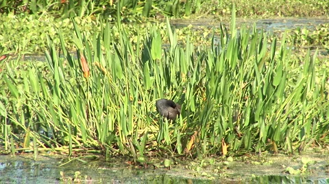Duck cleaning Stock Footage 5076563