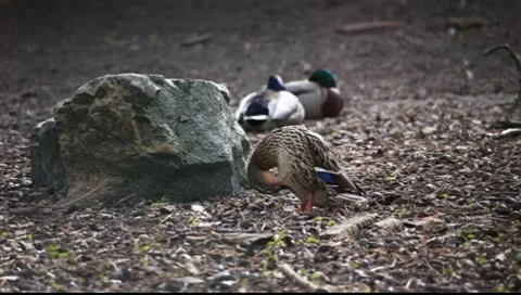 Duck cleaning Stock-Footage 7905520