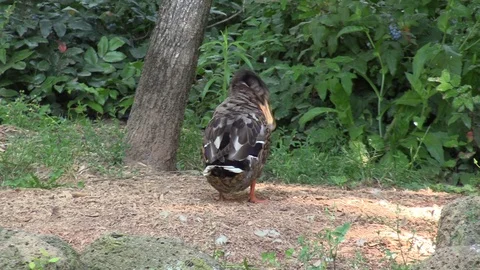 Duck cleaning himself 動画素材 91550306