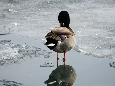 Duck Cleaning on the Ice Stock-Footage 74591603