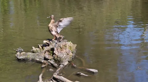 Duck cleaning its self and ducklings on a stump on pound Video stock 33630323