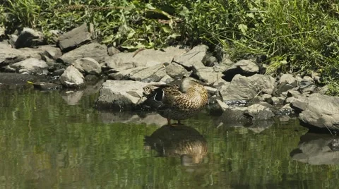 Duck cleaning itself at a Duck Pond Stock Footage 40973830