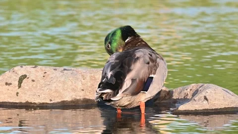 Duck cleaning itself during a sunny day, beautiful portrait of duck Stock Footage 243168548