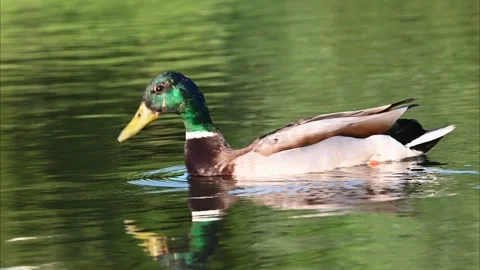 Duck cleaning itself during a sunny day, beautiful portrait of duck Stock Footage 243168612