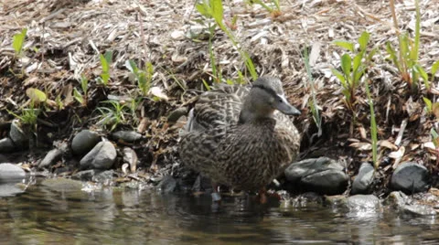 Duck cleaning itself Stock Footage 24614937