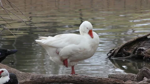 Duck cleaning itself Video stock 35345868