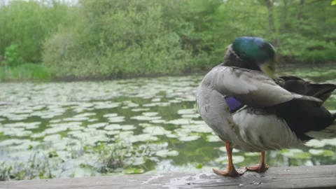 A duck cleaning itself Stock Footage 245395290
