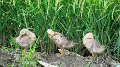 Duck cleaning itself Video stock 270044140