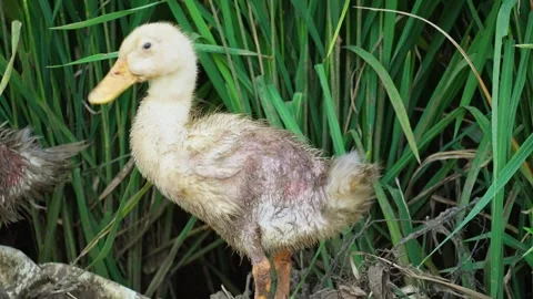 Duck cleaning itself Stock Footage 270044179
