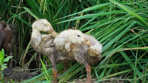 Duck cleaning itself Stock Footage 270044193