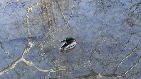 A duck is cleaning itself in a lake Stock Footage 308164195