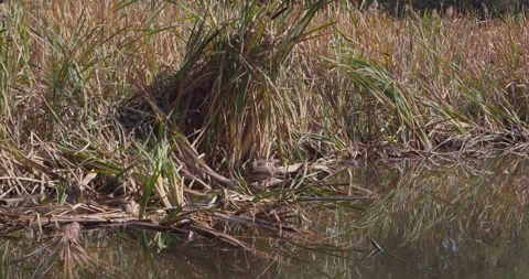 A duck cleaning itself by a pond. 스톡 동영상 286812295