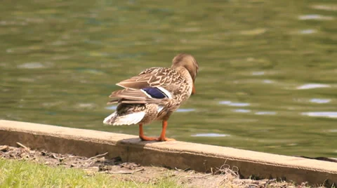 Duck cleaning itself by the water Stock Footage 38164110