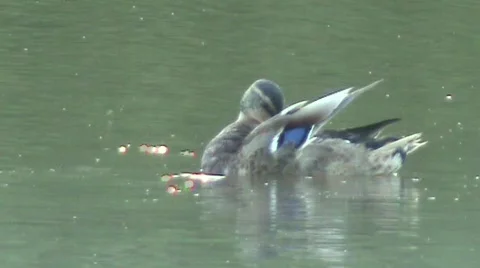 Duck cleaning on lake Video stock 457553