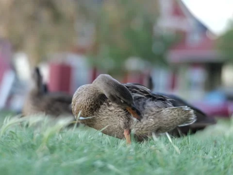 Duck cleaning at the lake 스톡 동영상 222969227