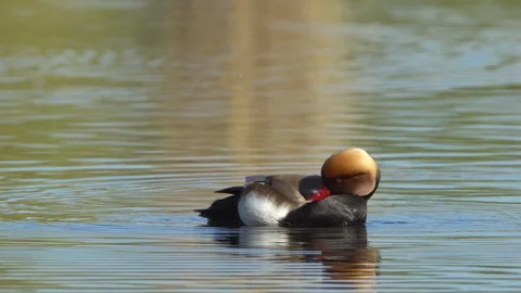 Duck cleaning plumage Stock Footage 122595148