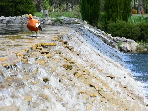 The duck cleans the feathers on the edge of the waterfall Stock Footage 89662778