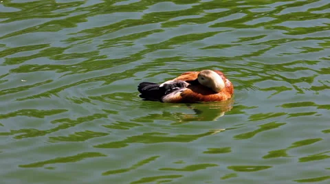 Duck cleans feathers Stock Footage 46534039