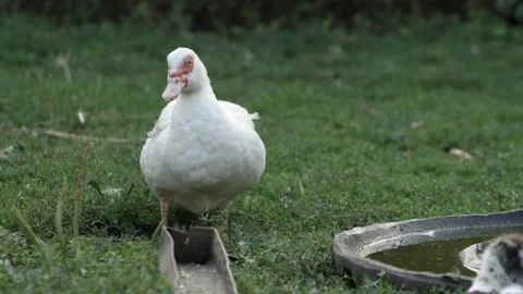 Duck cleans feathers Video stock 79762689