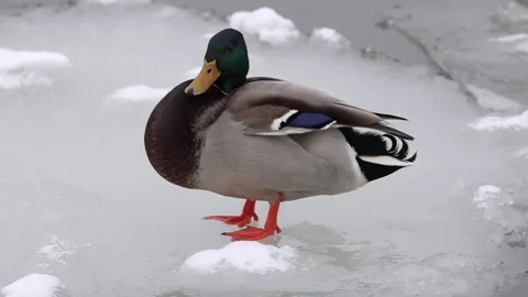 Duck cleans feathers 库存影片 188207409