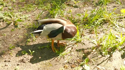 Duck cleans feathers in grass Stock Footage 63150487
