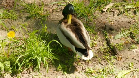 Duck cleans feathers in grass Stock Footage 63150769