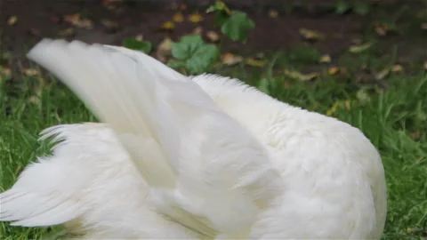 A duck cleans its feathers Stock Footage 101784302