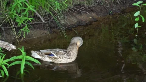 A duck cleans its feathers on its neck. Video stock 164793858
