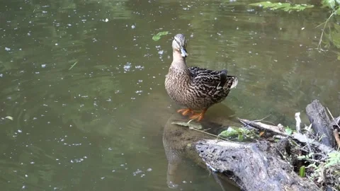 The duck cleans its feathers on the shore of the pond Stock Footage 156569475