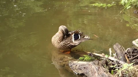 The duck cleans its feathers on the shore of the pond Stock Footage 156570093
