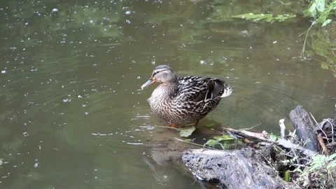 The duck cleans its feathers on the shore of the pond Stock Footage 156570583