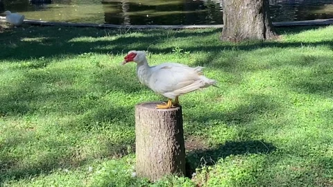 A duck cleans its feathers sitting on a stump near the lake. Stock Footage 236103227