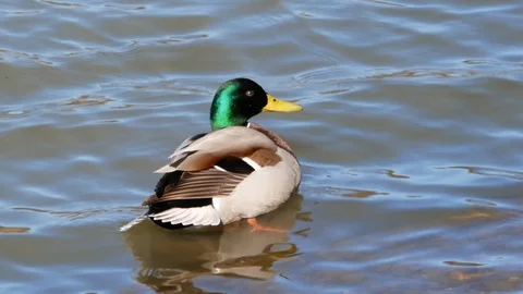 Duck cleans its feathers, standing in the water on a sunny day at the pond Stock Footage 122003784