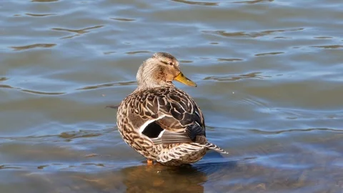 Duck cleans its feathers while standing in the water on a sunny day Stock Footage 121928837