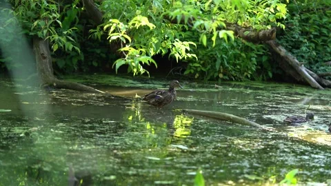 Duck cleans itself on a log. Concept: cleanse, wash, take care of yourself, care Stock Footage 156699677