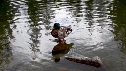 A duck cleans itself in a mountain lake in the Tatras Stock Footage 204154583