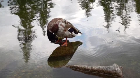 A duck cleans itself in a mountain lake in the Tatras Stock Footage 204729475