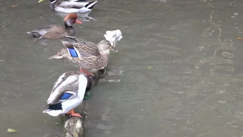 A duck cleans itself in a mountain lake Video stock 346977239