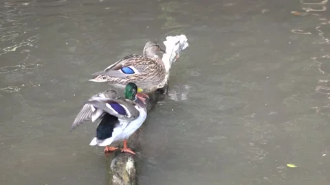 A duck cleans itself in a mountain lake Stockbeeldmateriaal 346977486