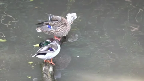 A duck cleans itself in a mountain lake 動画素材 346977981