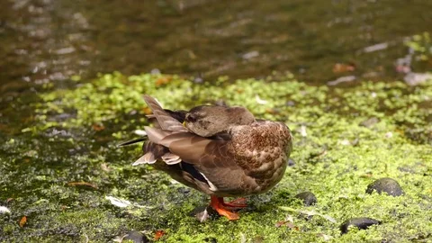 Duck cleans itself by a pond Stock Footage 74296841