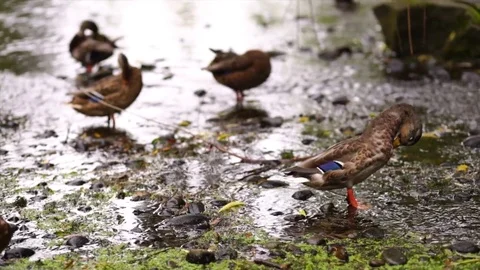 Duck cleans itself standing in shallow pond with other ducks out of focus behind Video stock 74294468